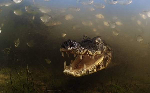 Meravigliosa natura selvaggia (inserita in galleria)