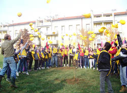 u201CMillofaggio Tradateseu201D: un albero simbolo d'amore (inserita in galleria)