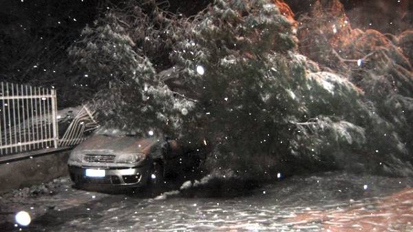 Auto schiacciata da un albero (inserita in galleria)