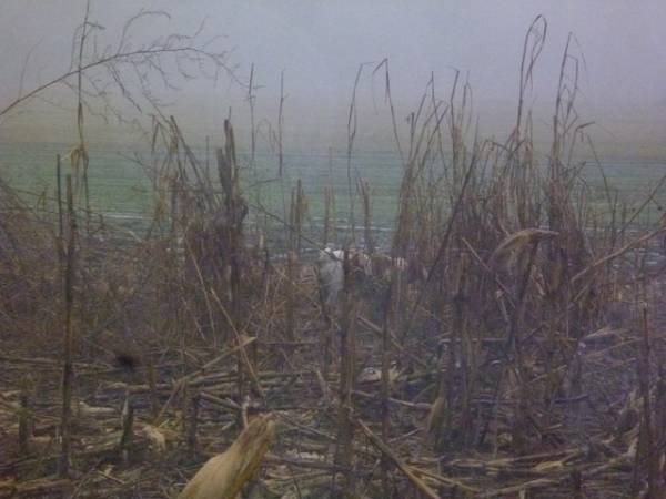 Caccia in riserva (inserita in galleria)