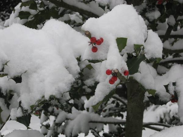 E scende la neve (inserita in galleria)