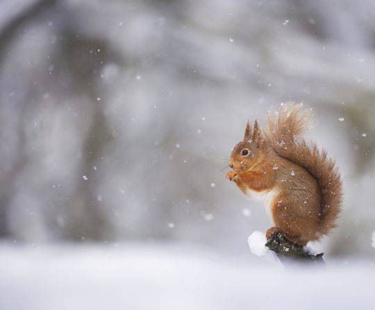 Gli animali e la neve (inserita in galleria)