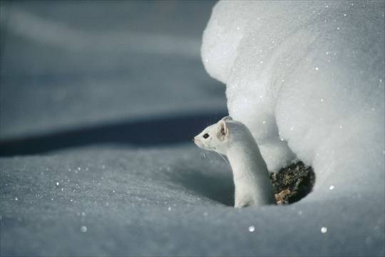 Gli animali e la neve (inserita in galleria)