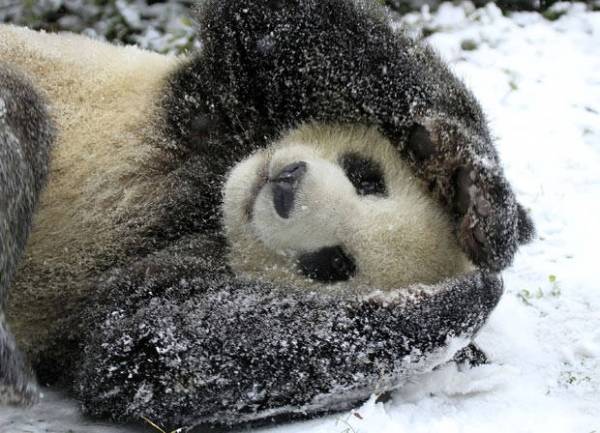 Gli animali e la neve (inserita in galleria)