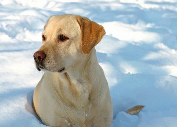 Gli animali e la neve (inserita in galleria)
