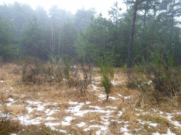 L'incanto della brughiera (inserita in galleria)