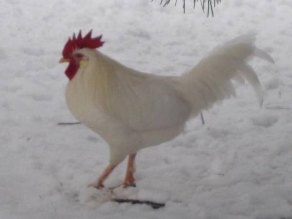 La neve dei lettori - 7 (inserita in galleria)