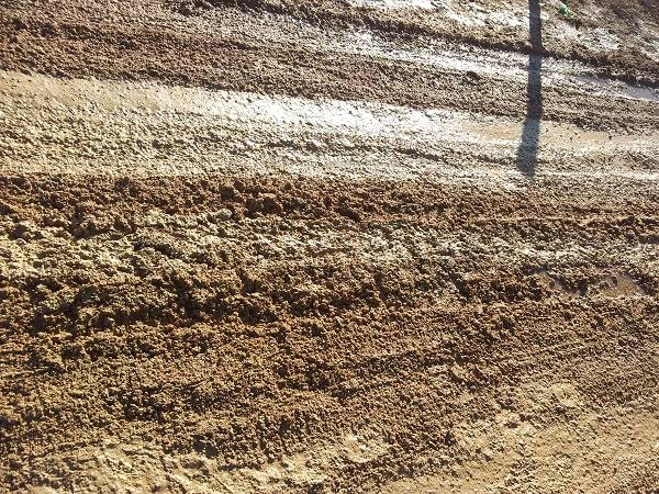 Cosa è successo alla Boschina? (inserita in galleria)