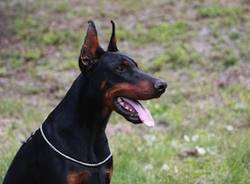 dobermann cane