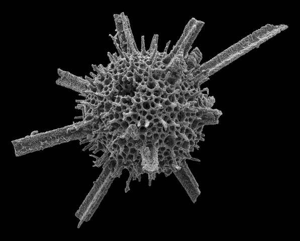 Fossili di 242 milioni di anni fa Monte San Giorgio (inserita in galleria)
