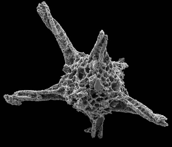 Fossili di 242 milioni di anni fa Monte San Giorgio (inserita in galleria)