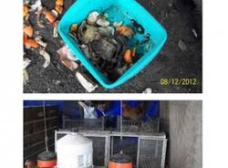 Polli, conigli e un maiale salvati dai Carabinieri (inserita in galleria)