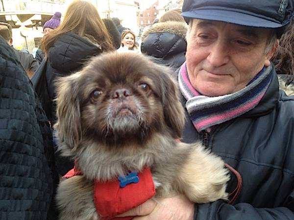 Sant'Antonio, tutti gli animali in posa! (inserita in galleria)