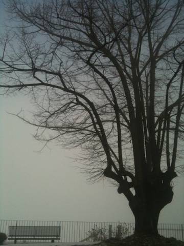 Alberi nella nebbia (inserita in galleria)
