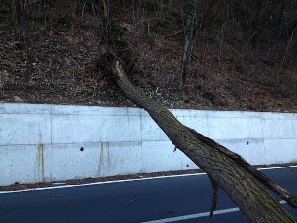 Albero caduto a Cantello (inserita in galleria)