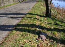 Animali morti e degrado sul Ticino (inserita in galleria)