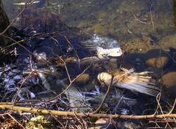 Animali morti e degrado sul Ticino (inserita in galleria)