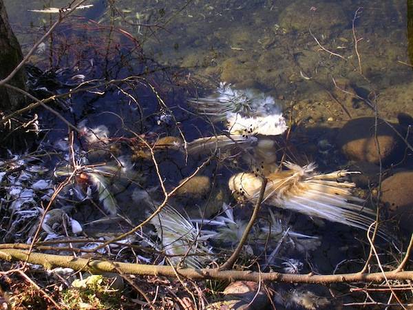 Animali morti e degrado sul Ticino (inserita in galleria)