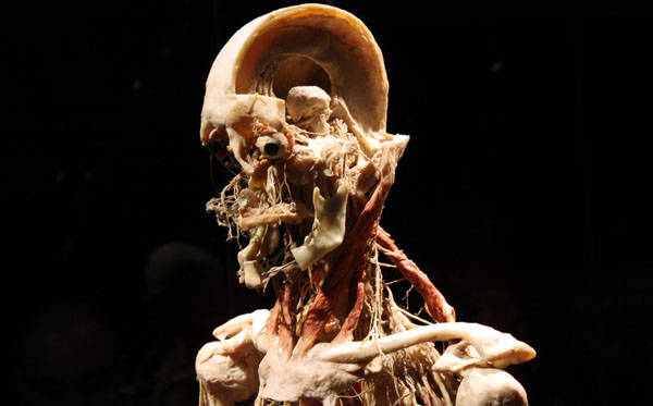 Body Worlds, come ci piace il corpo umano (inserita in galleria)