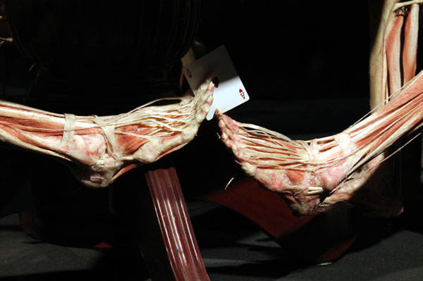 Body Worlds, come ci piace il corpo umano (inserita in galleria)