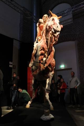 Body Worlds, come ci piace il corpo umano (inserita in galleria)