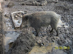 I porci comodi (inserita in galleria)