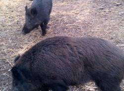 I porci comodi (inserita in galleria)