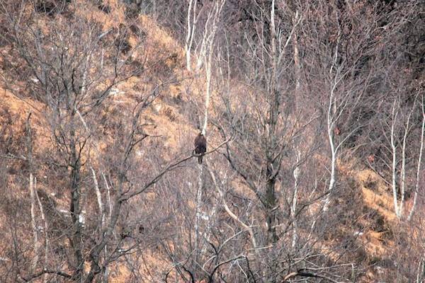 Il volo dell'aquila (inserita in galleria)