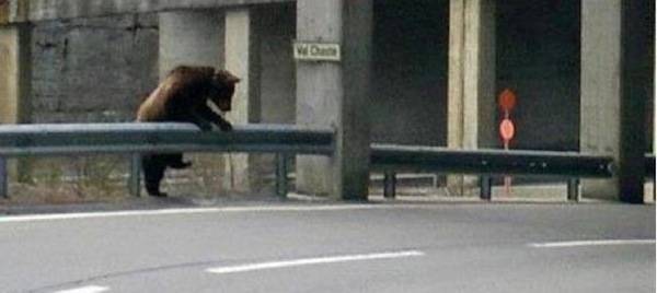 L'orso dei Grigioni (inserita in galleria)