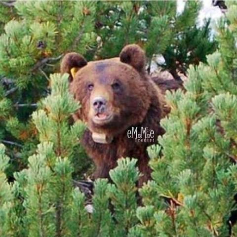 L'orso dei Grigioni (inserita in galleria)