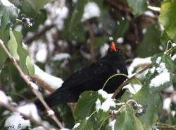 Parco del Lura sotto la neve (inserita in galleria)