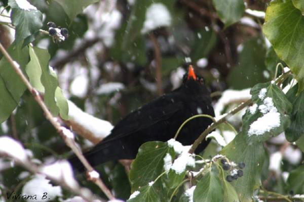 Parco del Lura sotto la neve (inserita in galleria)