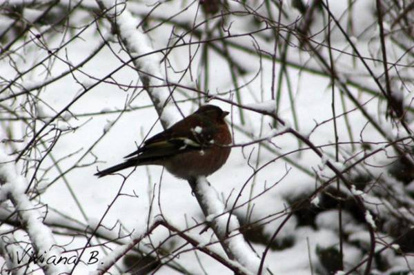 Parco del Lura sotto la neve (inserita in galleria)