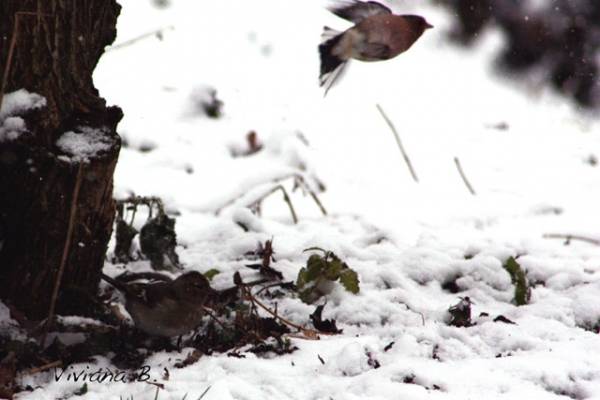 Parco del Lura sotto la neve (inserita in galleria)