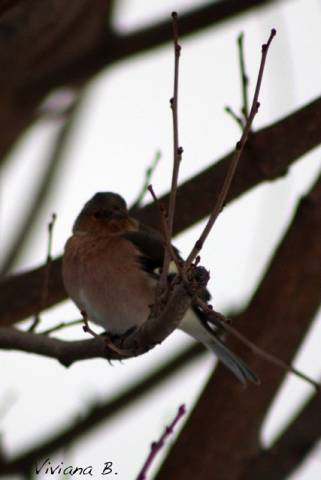 Parco del Lura sotto la neve (inserita in galleria)