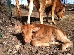 vitello apertura gerenzano