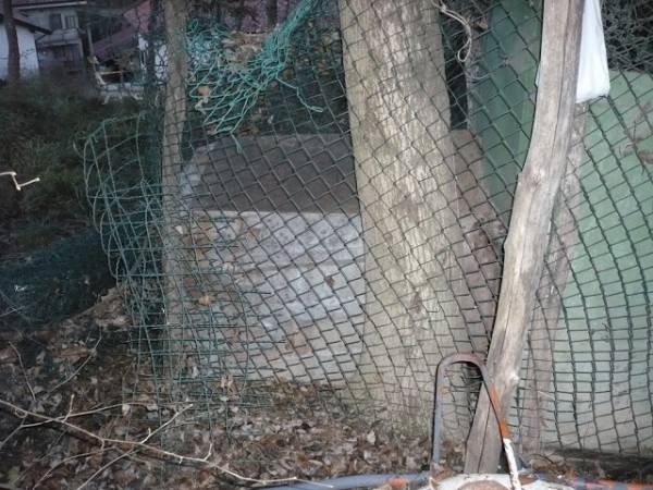 Cane maltrattato (inserita in galleria)