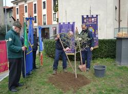 L'ulivo della Pace arriva al Tempio Civico (inserita in galleria)