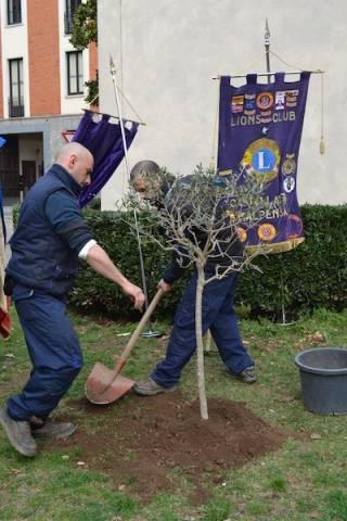 L'ulivo della Pace arriva al Tempio Civico (inserita in galleria)