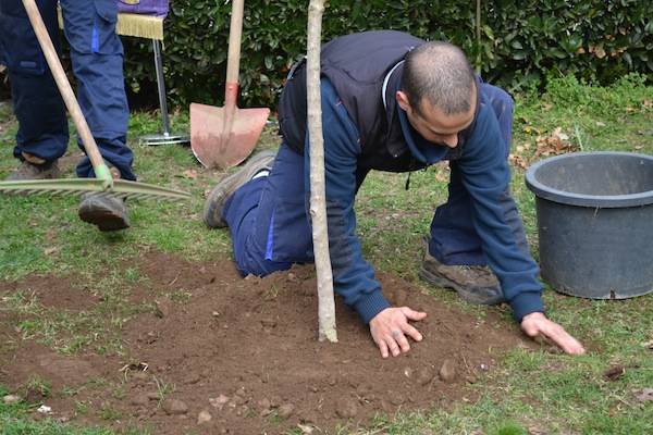 L'ulivo della Pace arriva al Tempio Civico (inserita in galleria)