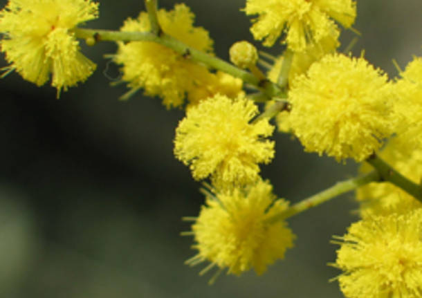 mimosa apertura