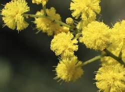 mimosa apertura