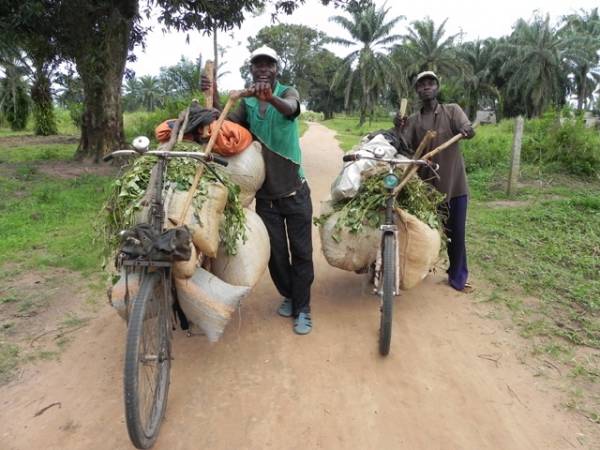 Tra tradatesi all'equatore (inserita in galleria)