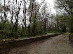 Arnetta in piena a Lonate (inserita in galleria)