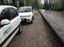 Arnetta in piena a Lonate (inserita in galleria)