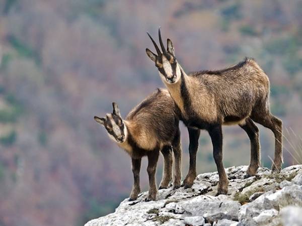 Gli animali selvatici del Varesotto (inserita in galleria)