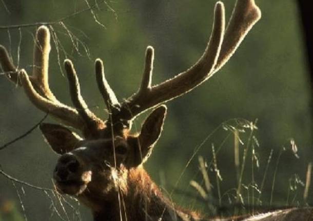 Gli animali selvatici del Varesotto