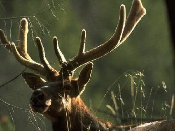 Gli animali selvatici del Varesotto (inserita in galleria)