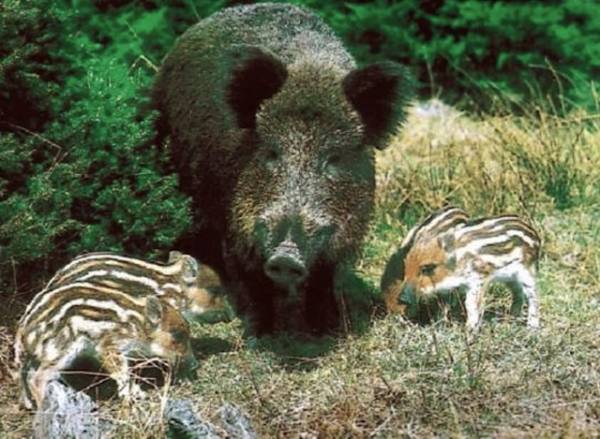 Gli animali selvatici del Varesotto (inserita in galleria)