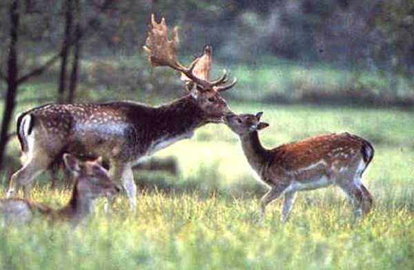 Gli animali selvatici del Varesotto (inserita in galleria)